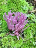 Clavaria zollingeri image