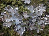 Peltigera praetextata image