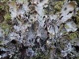 Peltigera praetextata image