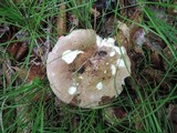 Russula variata image