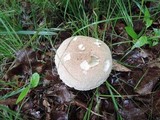 Caloboletus inedulis image