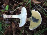Caloboletus inedulis image