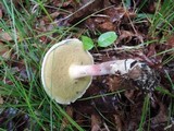 Caloboletus inedulis image