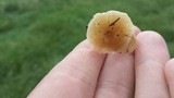 Polyporus cryptopus image