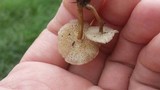 Polyporus cryptopus image
