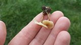 Polyporus cryptopus image