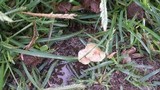 Polyporus cryptopus image