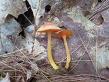 Humidicutis marginata image
