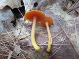 Humidicutis marginata image