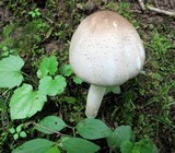 Agaricus placomyces image