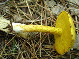 Suillus americanus image