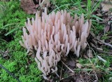 Clavaria fumosa image
