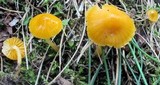 Hygrocybe psittacina var. perplexa image