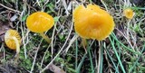 Hygrocybe psittacina var. perplexa image