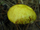 Suillus americanus image