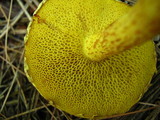Suillus americanus image