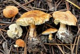 Cystodermella cinnabarina image