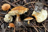 Cystodermella cinnabarina image