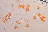 Cystodermella cinnabarina image