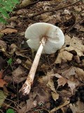 Amanita rubescens var. rubescens image