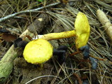 Suillus americanus image
