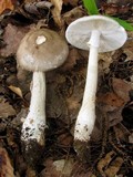 Amanita submaculata image
