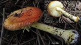 Amanita xanthocephala image