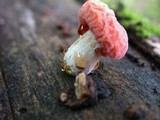 Rhodotus palmatus image