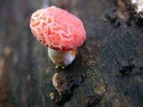 Rhodotus palmatus image