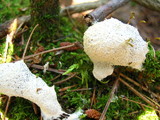 Fuligo septica image