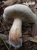 Tylopilus variobrunneus image