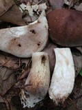 Tylopilus variobrunneus image
