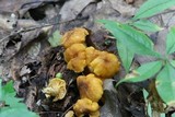 Cantharellus appalachiensis image