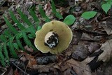 Boletus variipes var. fagicola image