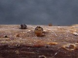 Image of Heteropatella bonordenii