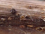 Heteropatella bonordenii image