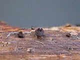 Heteropatella bonordenii image
