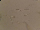 Heteropatella bonordenii image