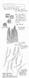 Heteropatella bonordenii image
