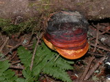 Fomitopsis mounceae image