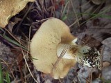 Suillus weaverae image