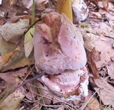 Mycogone rosea image