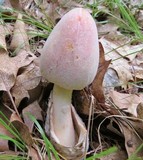 Mycogone rosea image