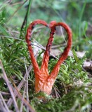 Pseudocolus fusiformis image
