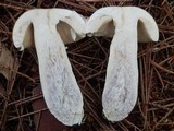 Russula claroflava image