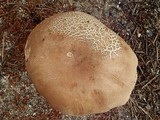 Tylopilus felleus image