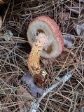 Suillus spraguei image