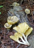 Chrysomphalina strombodes image