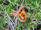 Pseudocolus fusiformis image