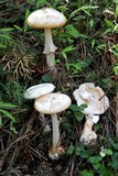 Amanita roseitincta image